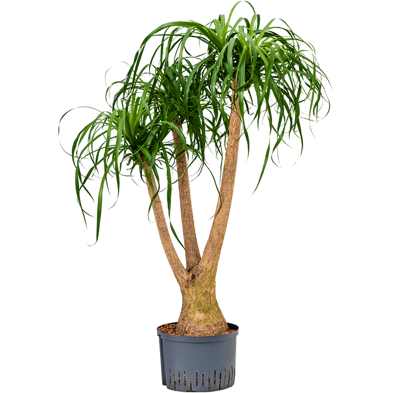 Beaucarnea recurvata