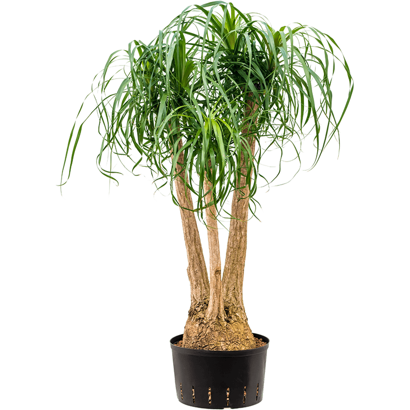 Beaucarnea recurvata