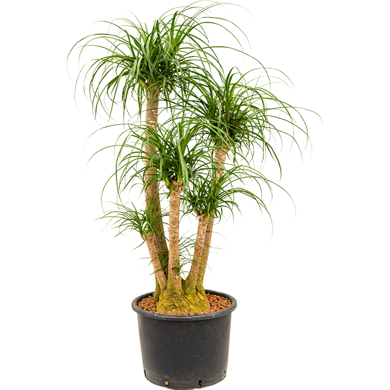 Beaucarnea recurvata