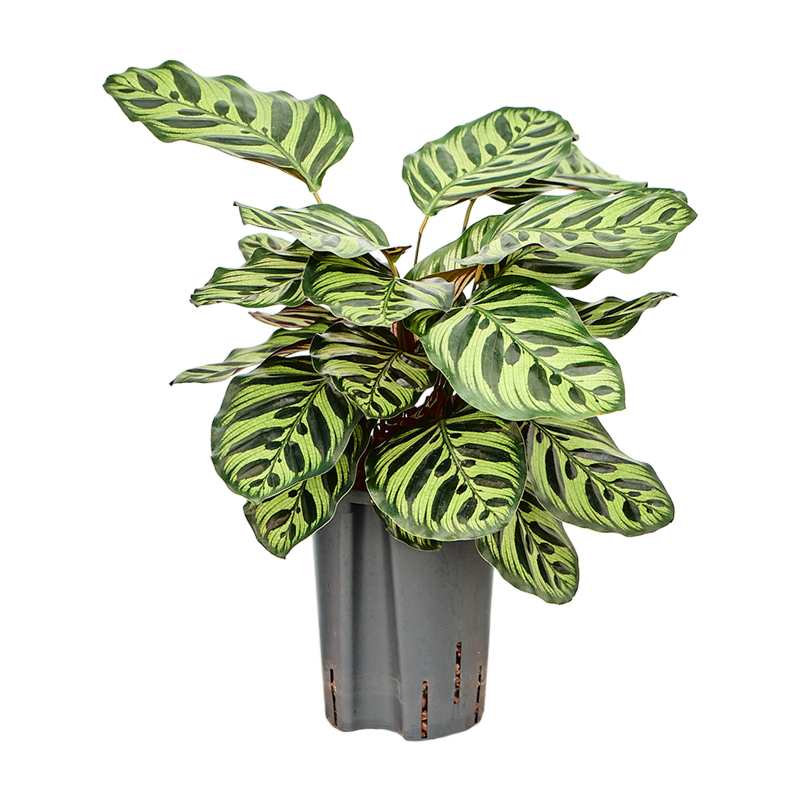 Calathea 'Makoyana'