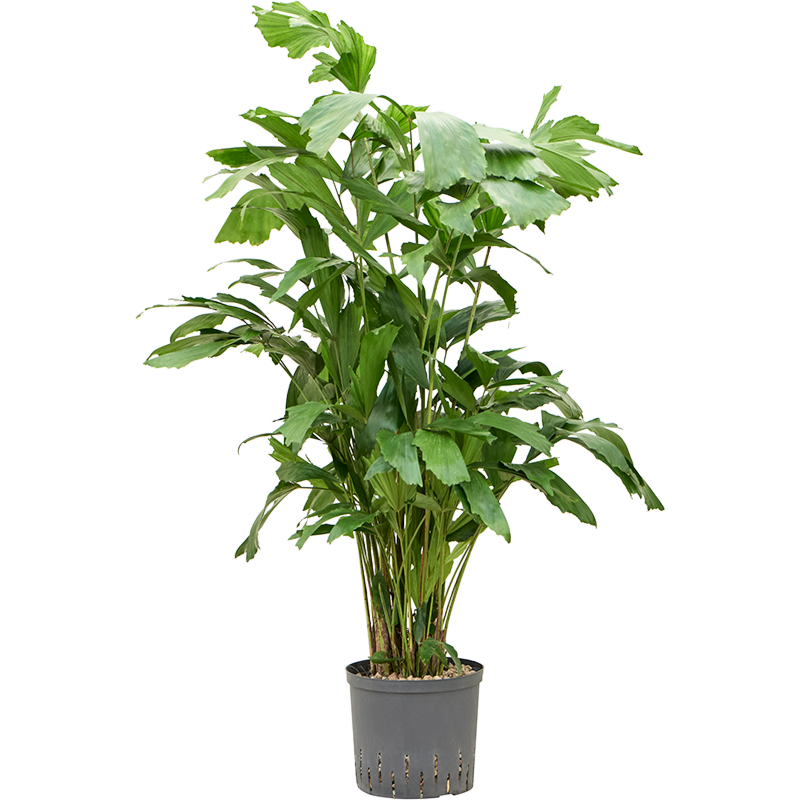 Caryota mitis