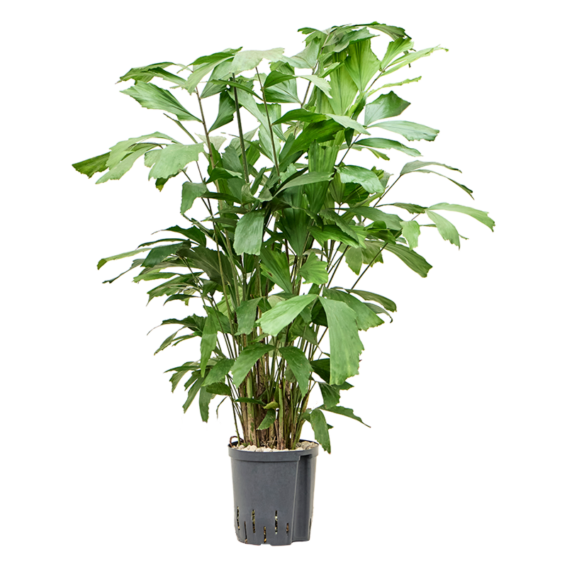 Caryota mitis