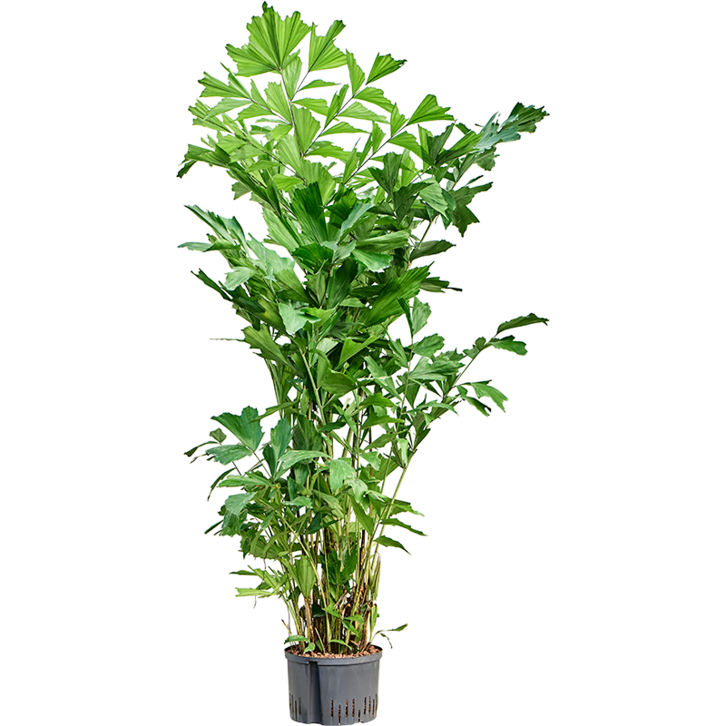 Caryota mitis