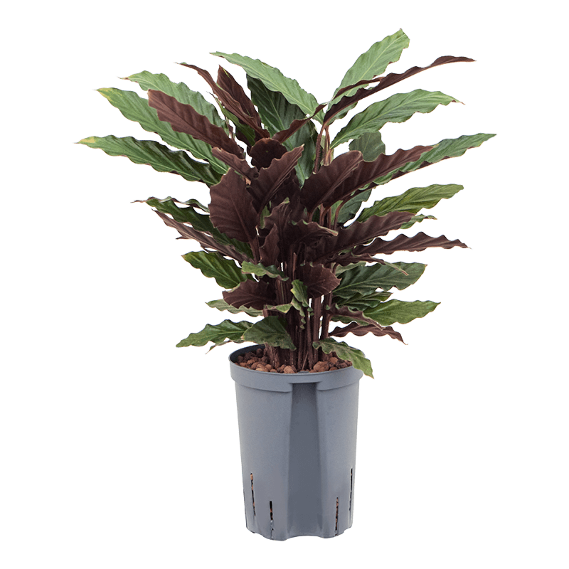 Calathea rufibarba 'Wavestar'