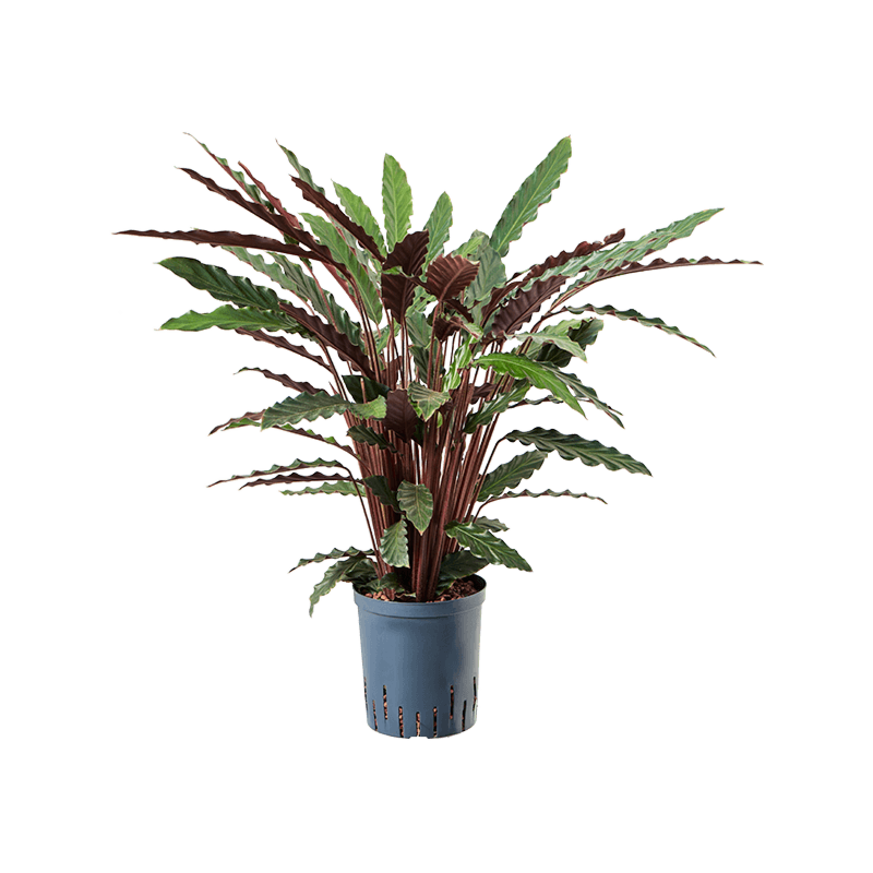Calathea rufibarba 'Wavestar'