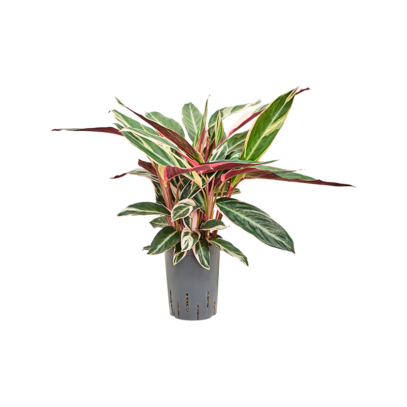 Calathea 'Triostar'