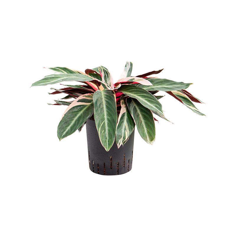 Calathea 'Triostar'