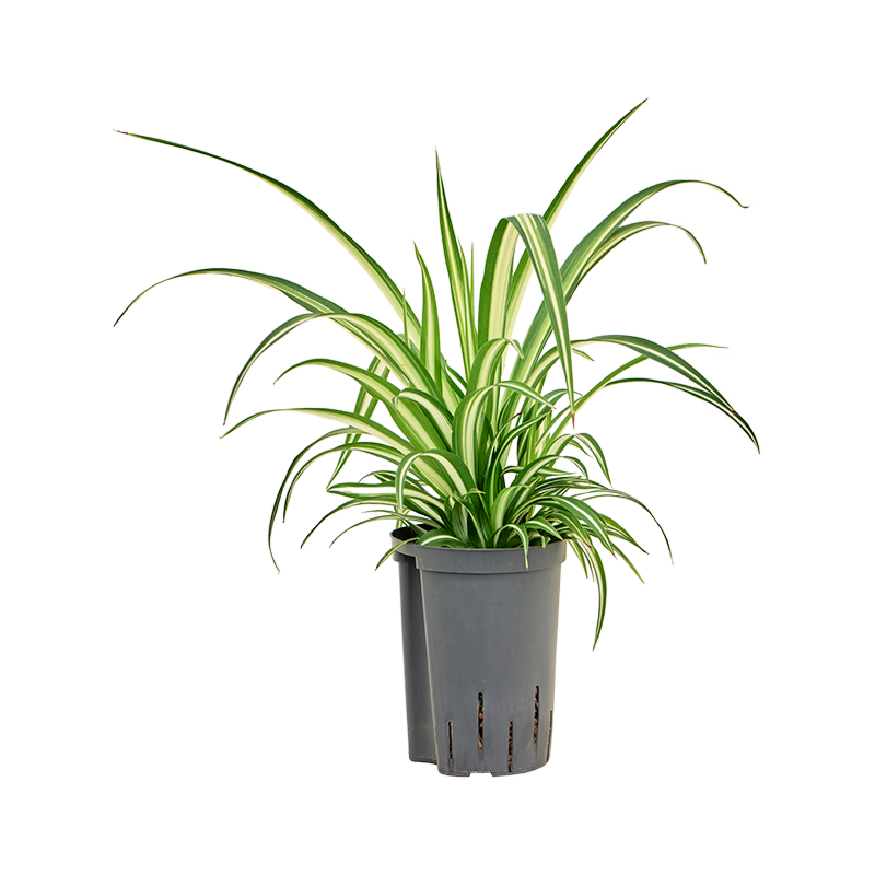 Chlorophytum comosum 'Variegatum'
