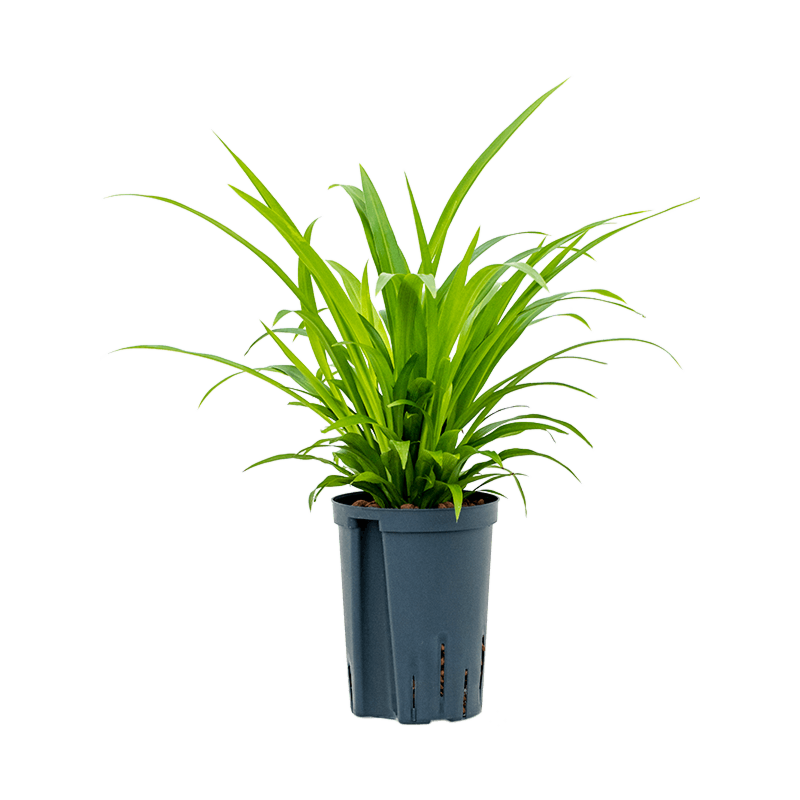 Chlorophytum comosum 'Lemon'