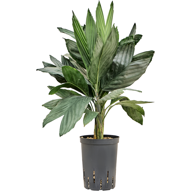 Chamaedorea metallica