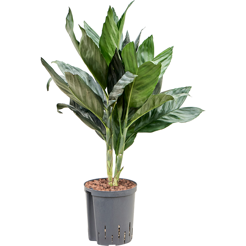 Chamaedorea metallica