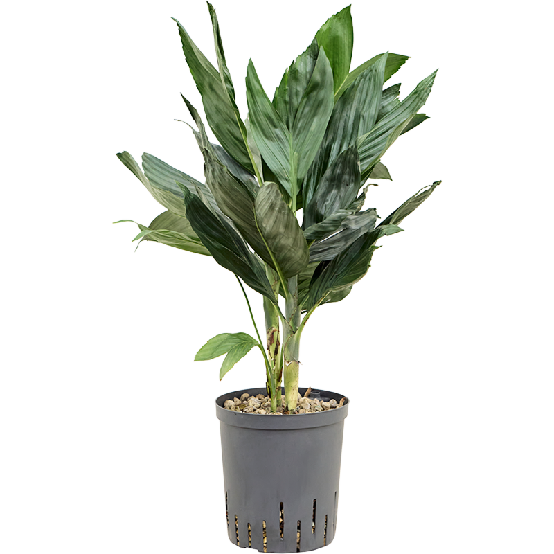 Chamaedorea metallica