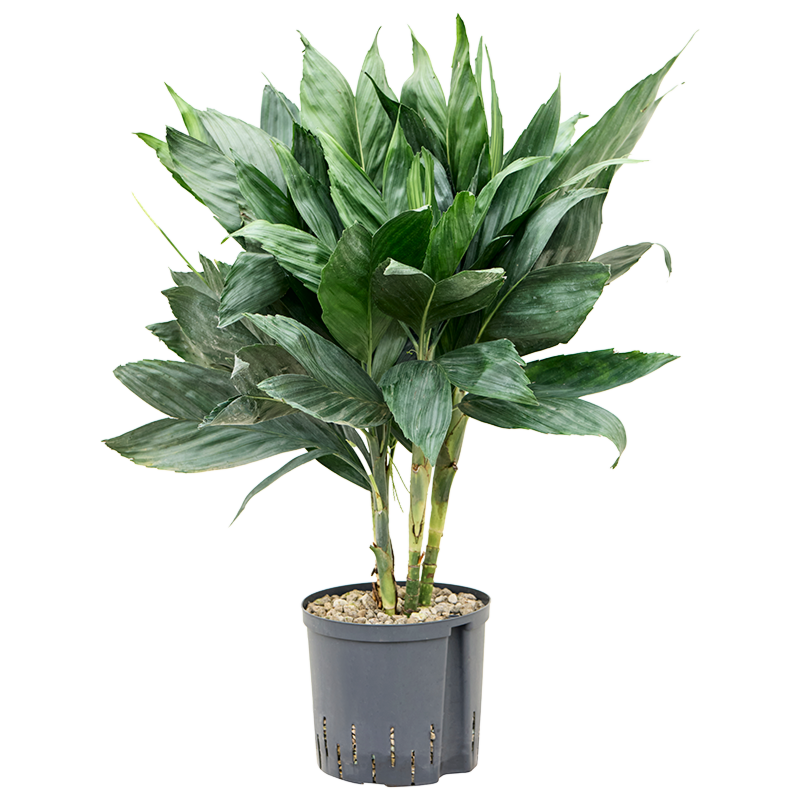 Chamaedorea metallica
