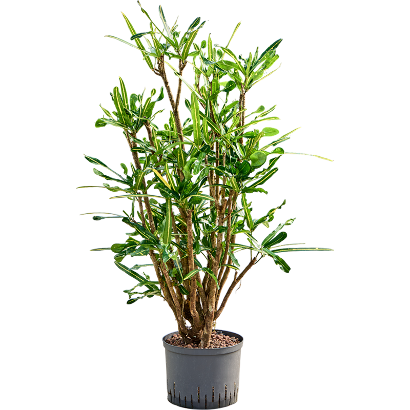 Croton (Codiaeum) variegatum 'Banana'