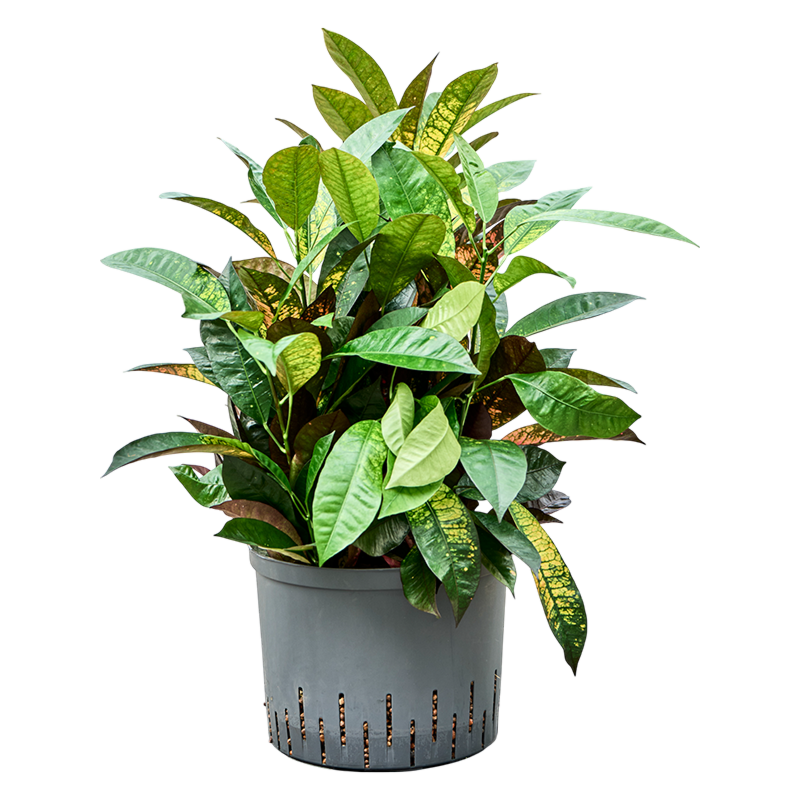 Croton (Codiaeum) variegatum 'Mrs. Iceton'