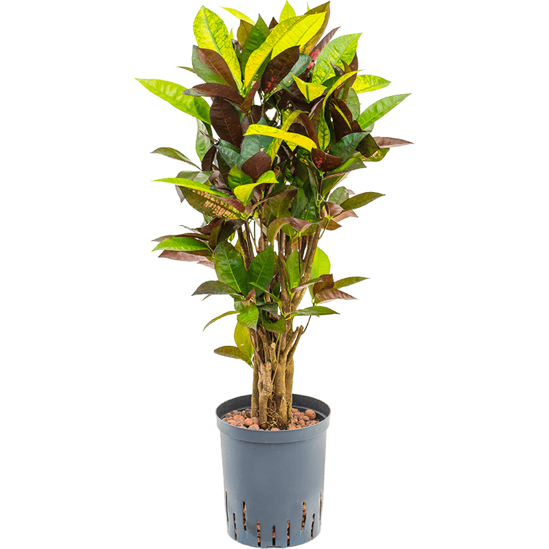 Croton (Codiaeum) variegatum 'Mrs. Iceton'