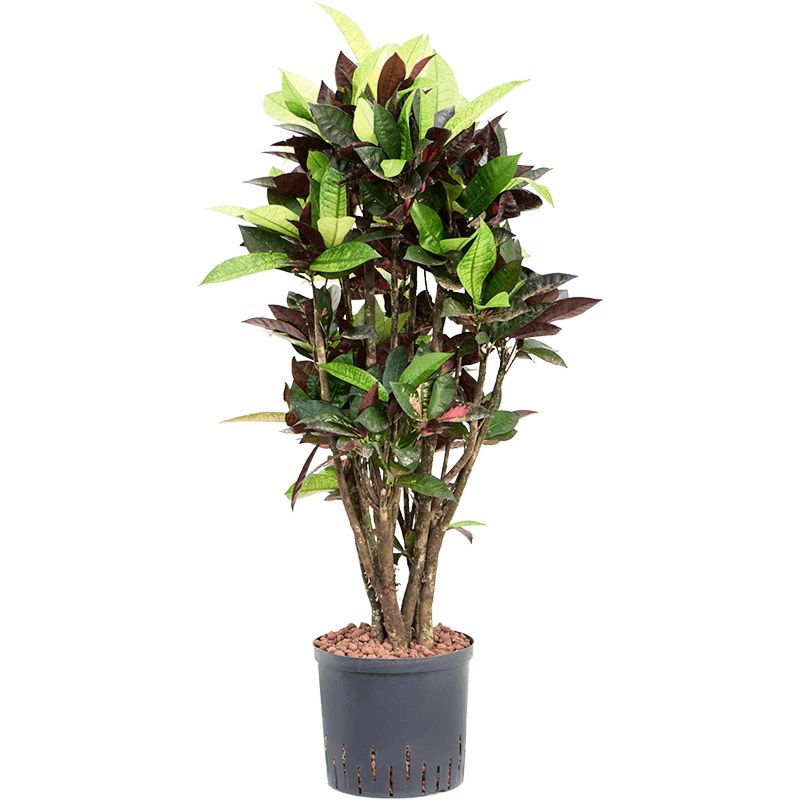 Croton (Codiaeum) variegatum 'Mrs. Iceton'