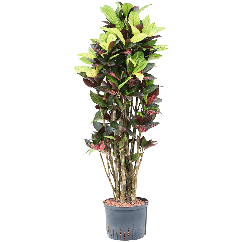 Croton (Codiaeum) variegatum 'Mrs. Iceton'