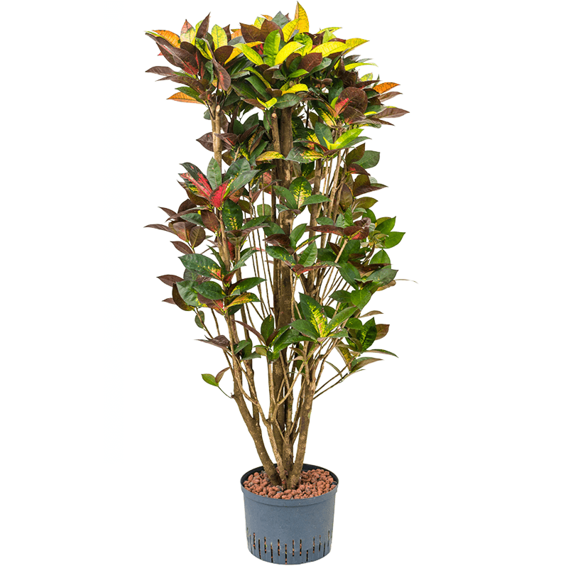 Croton (Codiaeum) variegatum 'Mrs. Iceton'