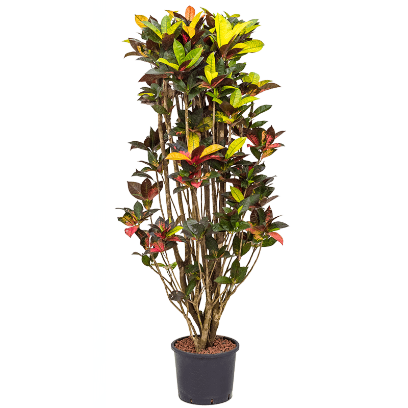 Croton (Codiaeum) variegatum 'Mrs. Iceton'