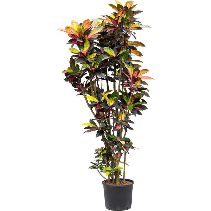 Croton (Codiaeum) variegatum 'Mrs. Iceton'