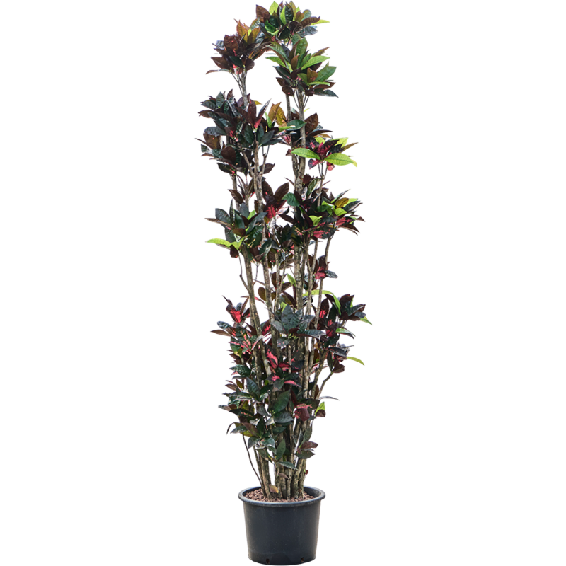 Croton (Codiaeum) variegatum 'Mrs. Iceton'