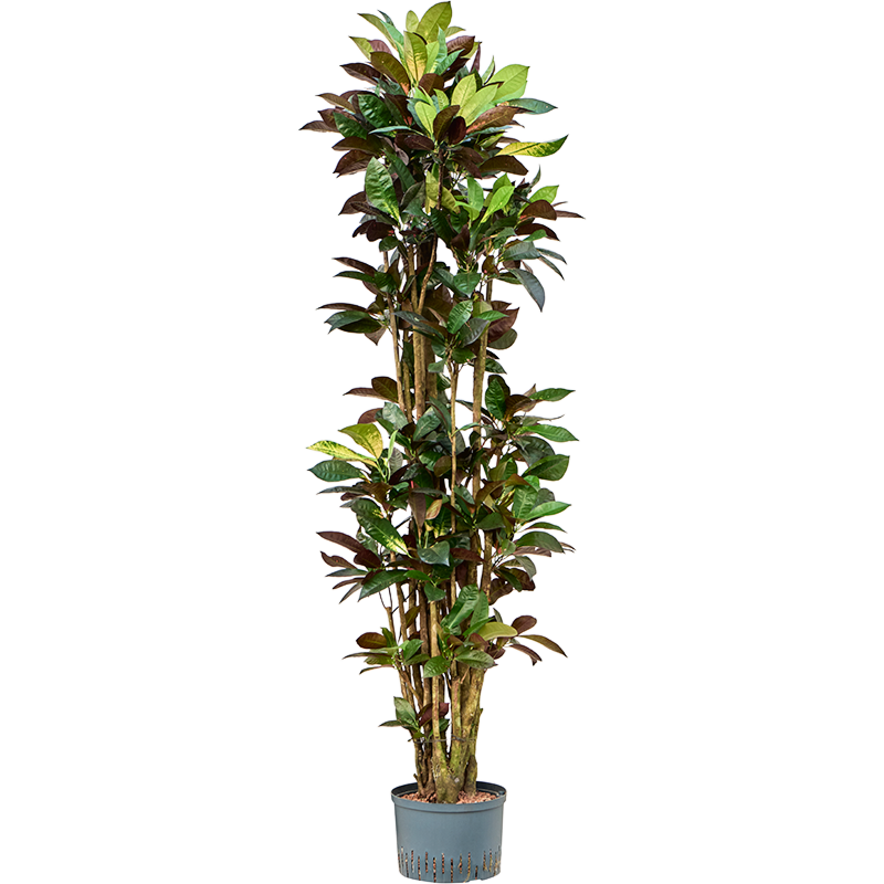 Croton (Codiaeum) variegatum 'Mrs. Iceton'