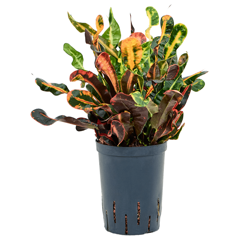 Croton (Codiaeum) variegatum 'Mammi'