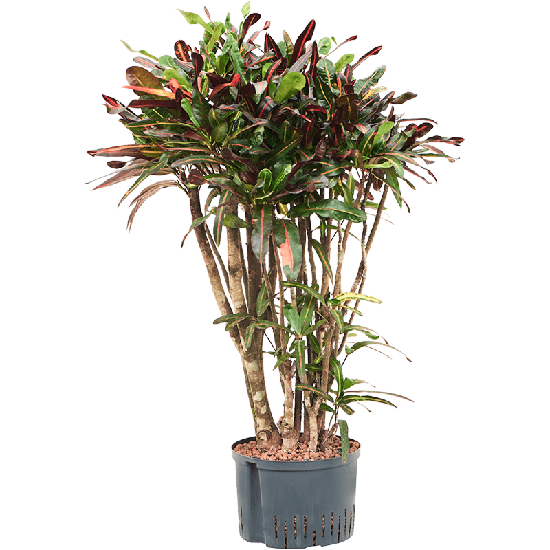 Croton (Codiaeum) variegatum 'Mammi'