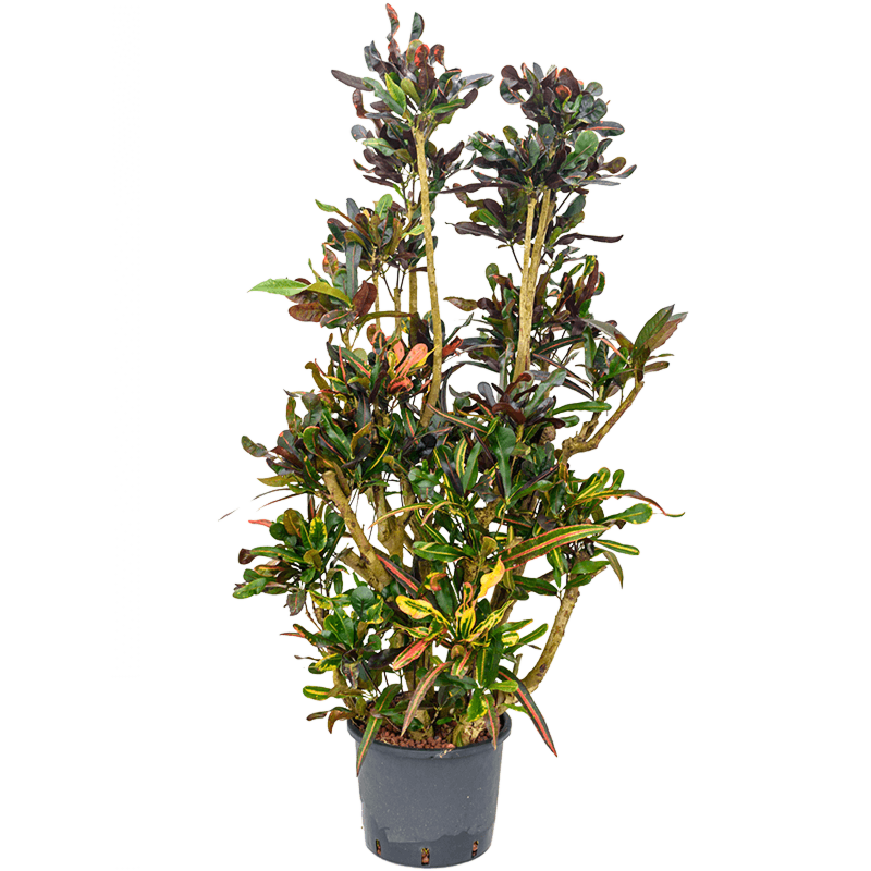Croton (Codiaeum) variegatum 'Mammi'