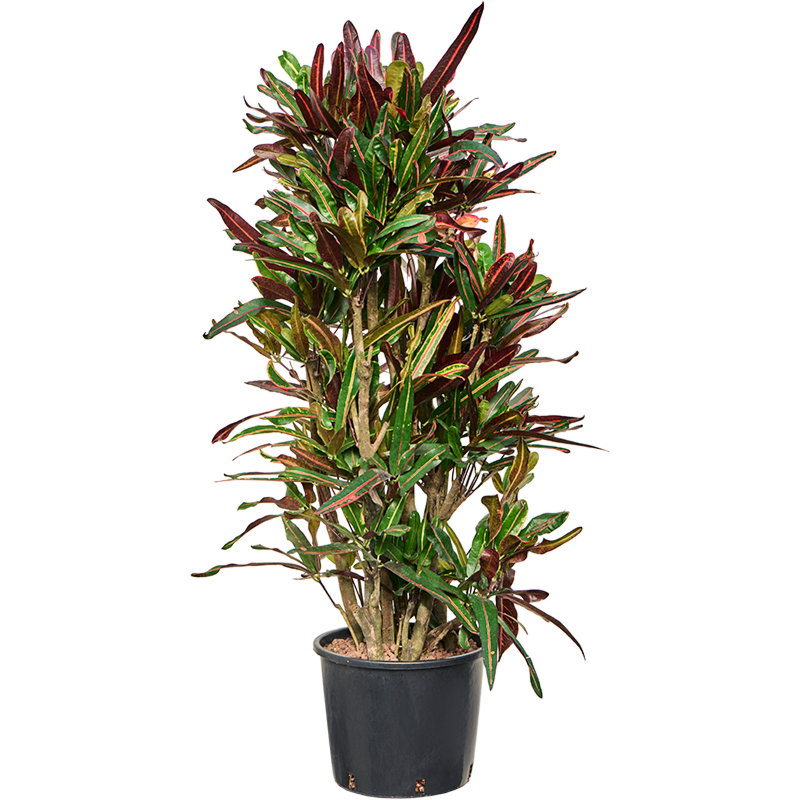 Croton (Codiaeum) variegatum 'Mammi'