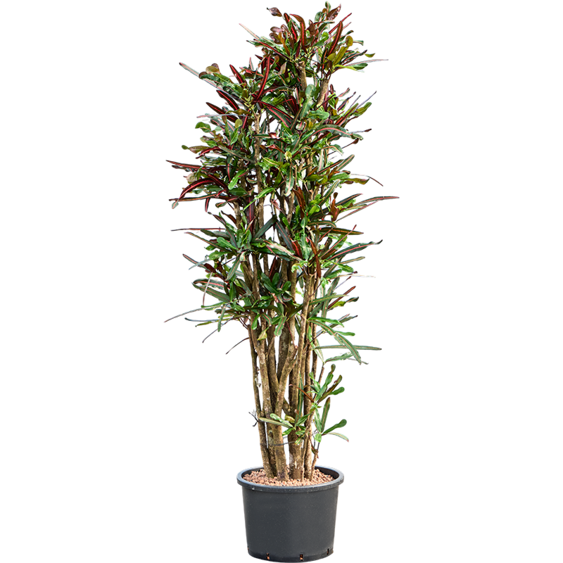 Croton (Codiaeum) variegatum 'Mammi'