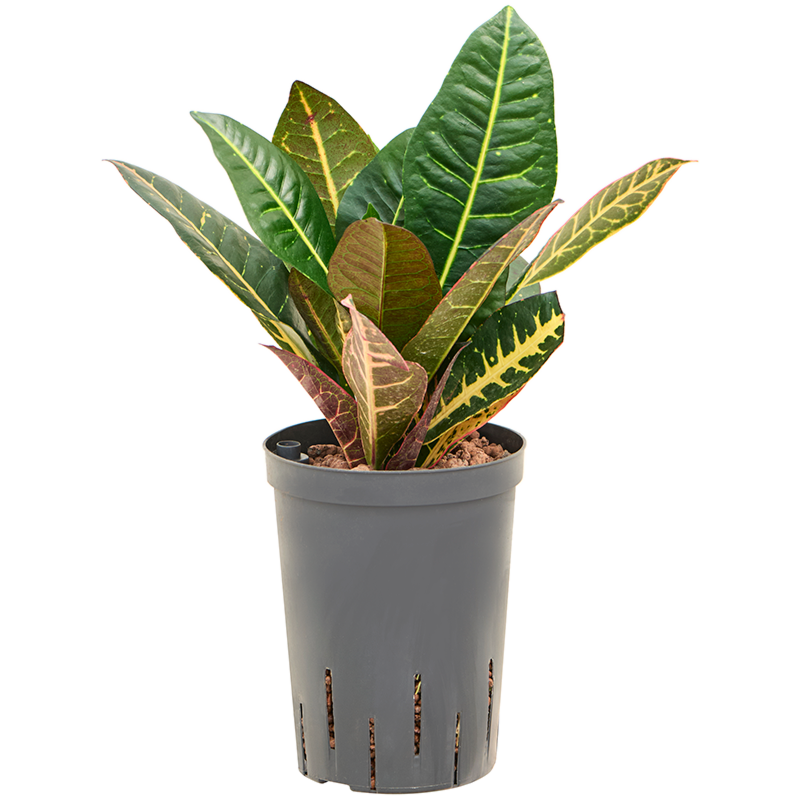 Croton (Codiaeum) variegatum 'Petra'