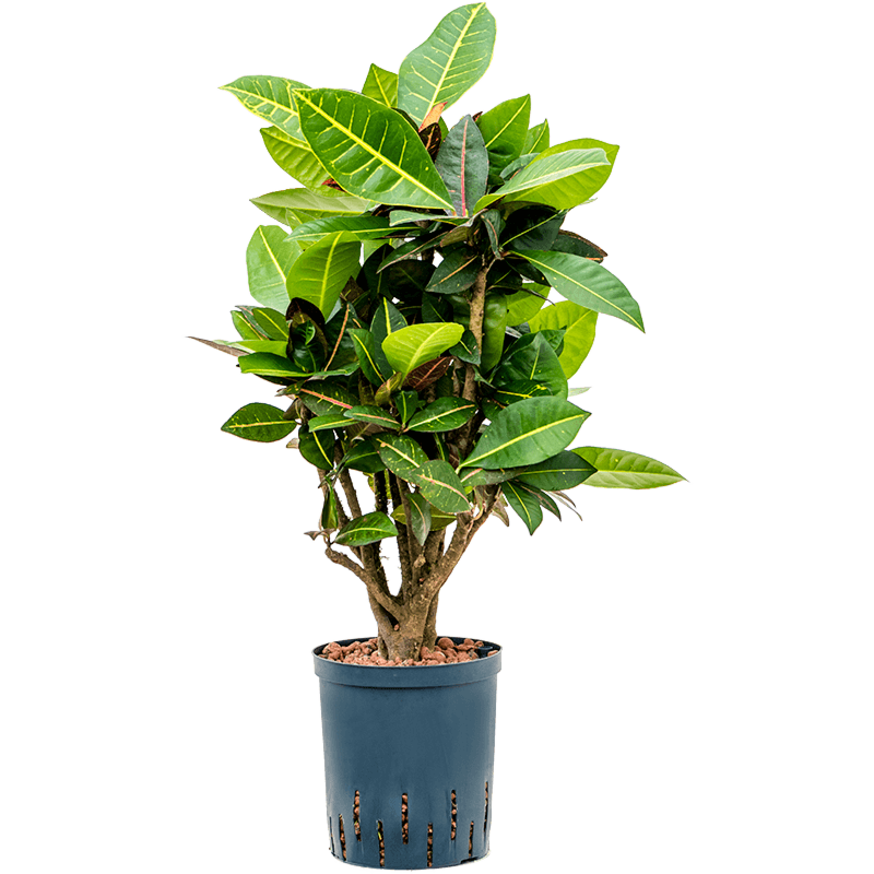 Croton (Codiaeum) variegatum 'Petra'