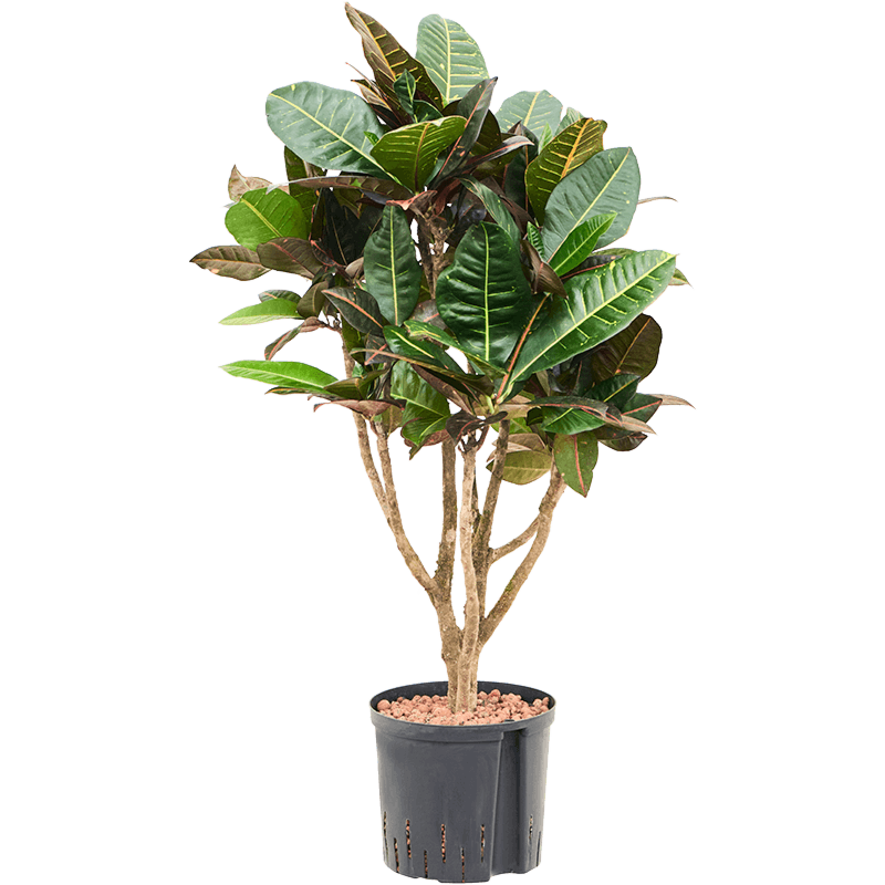 Croton (Codiaeum) variegatum 'Petra'