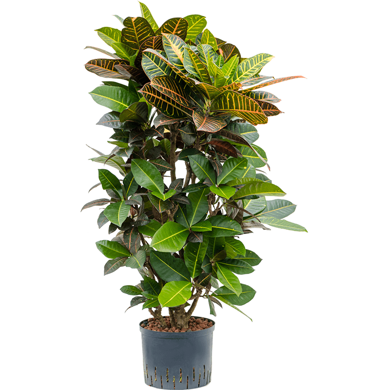 Croton (Codiaeum) variegatum 'Petra'