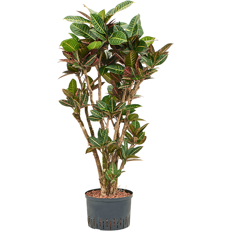 Croton (Codiaeum) variegatum 'Petra'