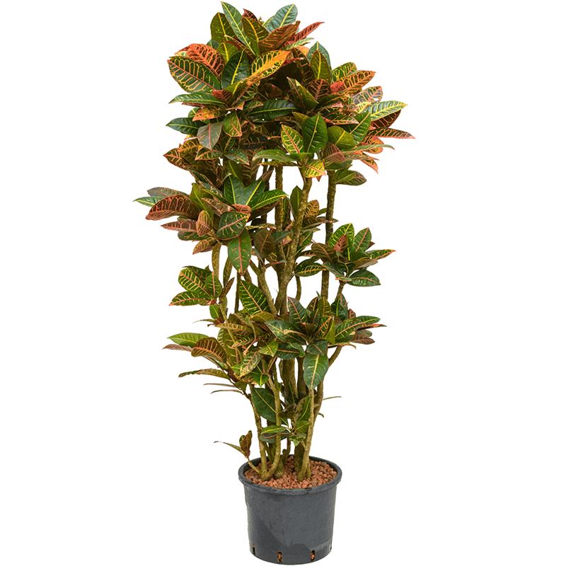 Croton (Codiaeum) variegatum 'Petra'