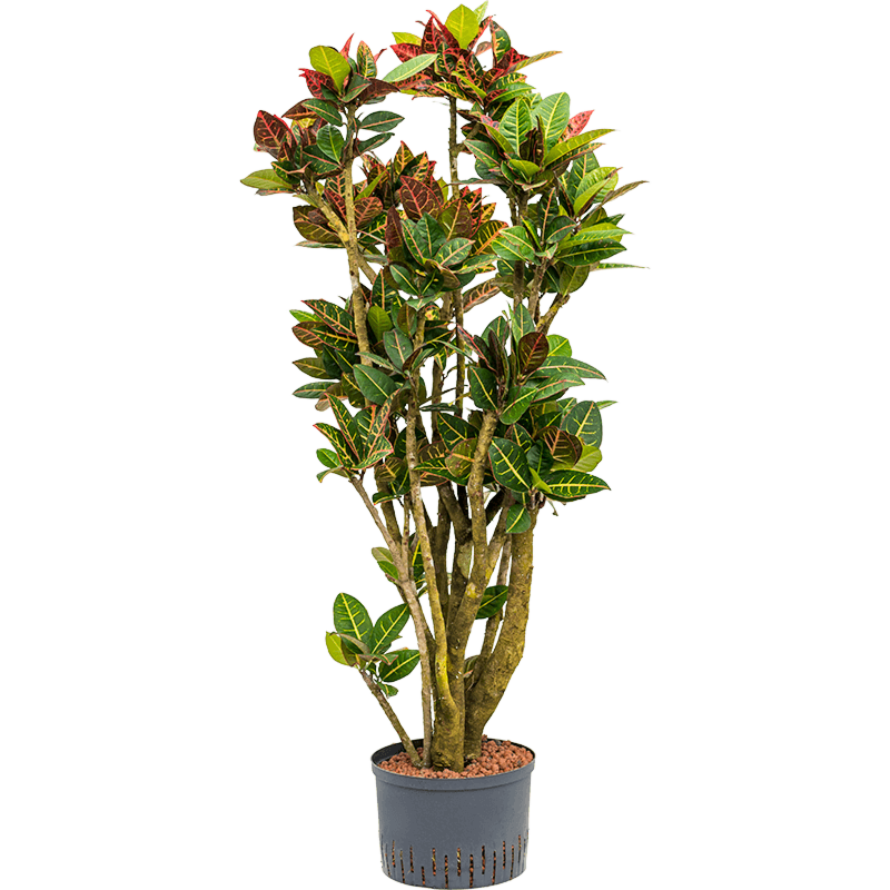 Croton (Codiaeum) variegatum 'Petra'