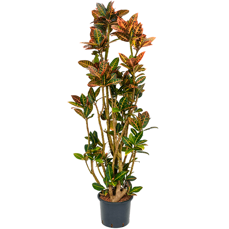 Croton (Codiaeum) variegatum 'Petra'