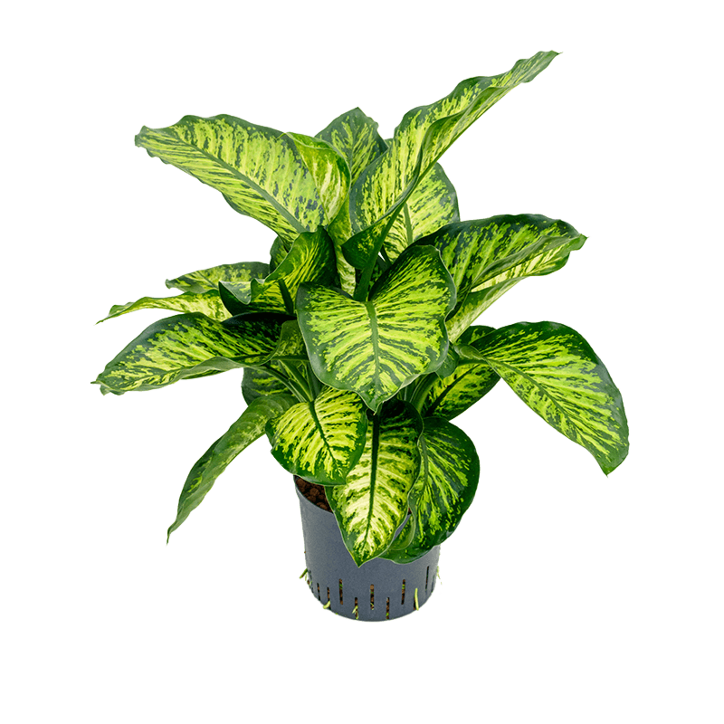 Dieffenbachia seguine 'Maroba'