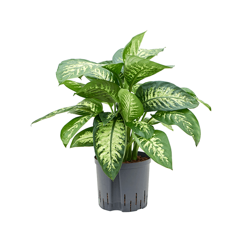 Dieffenbachia seguine 'Reeva'