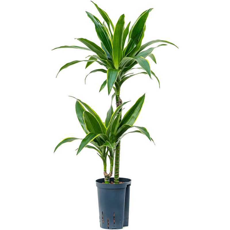 Dracaena fragrans 'Arturo'