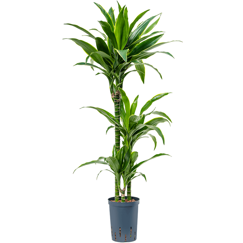 Dracaena fragrans 'Arturo'