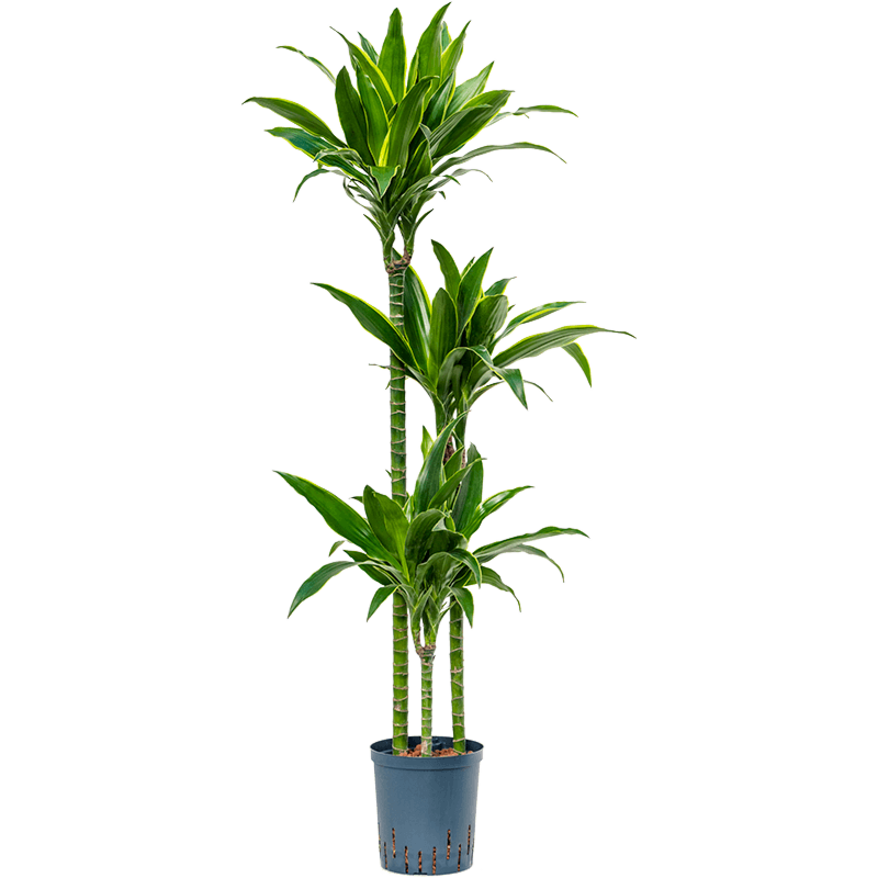 Dracaena fragrans 'Arturo'