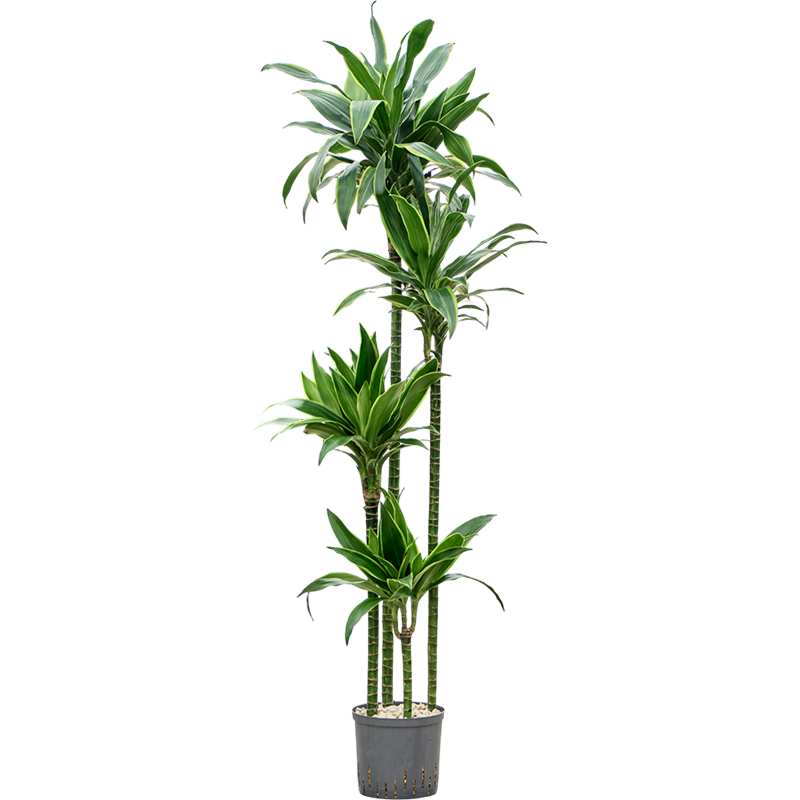 Dracaena fragrans 'Arturo'