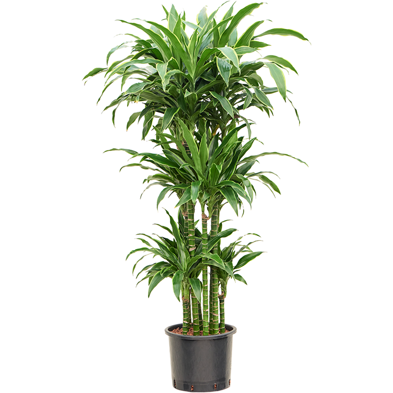 Dracaena fragrans 'Arturo'