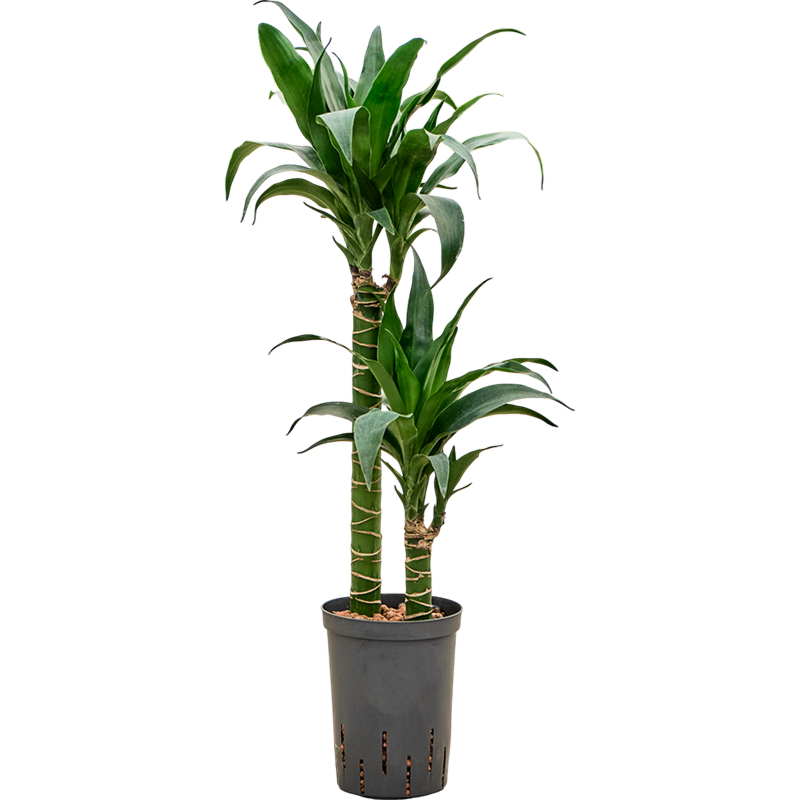 Dracaena deremensis 'Black Beauty'