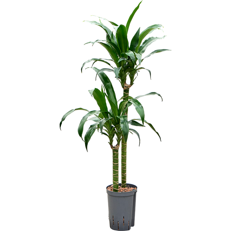 Dracaena deremensis 'Black Beauty'
