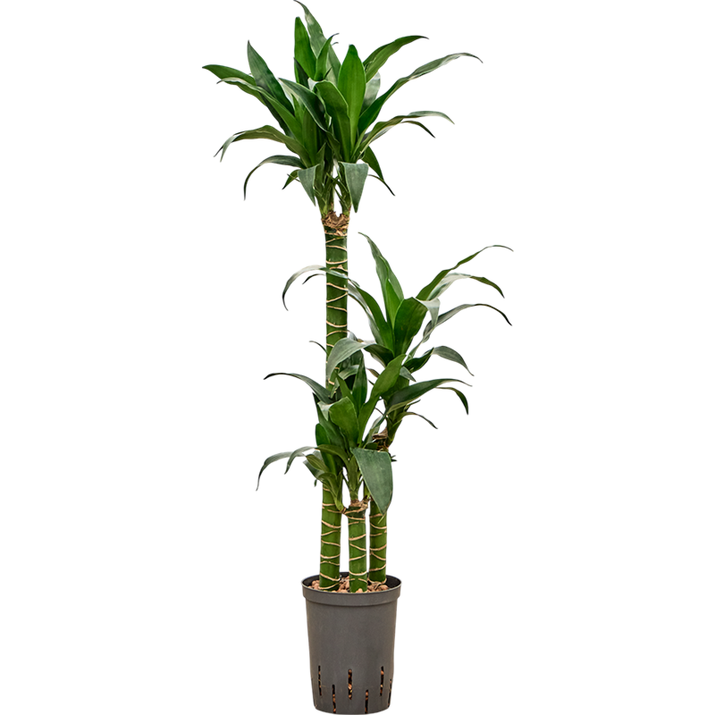 Dracaena deremensis 'Black Beauty'